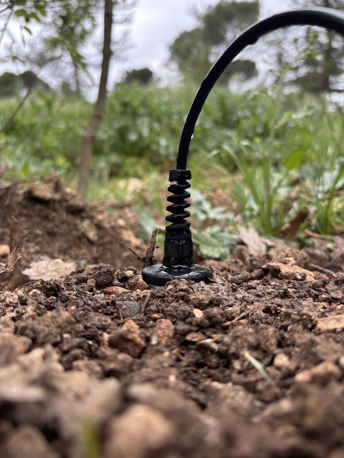 Sonde capacitive HydraSolo installée dans le sol pour l’irrigation des espaces verts par HSTI-France